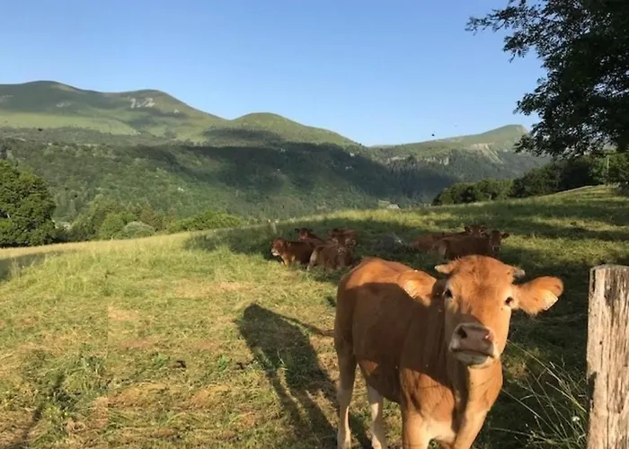 Appartement Bel T2 Avec Balcon Et Parking A 220m Du Centre - Fr-1-608-189 Le Mont-Dore